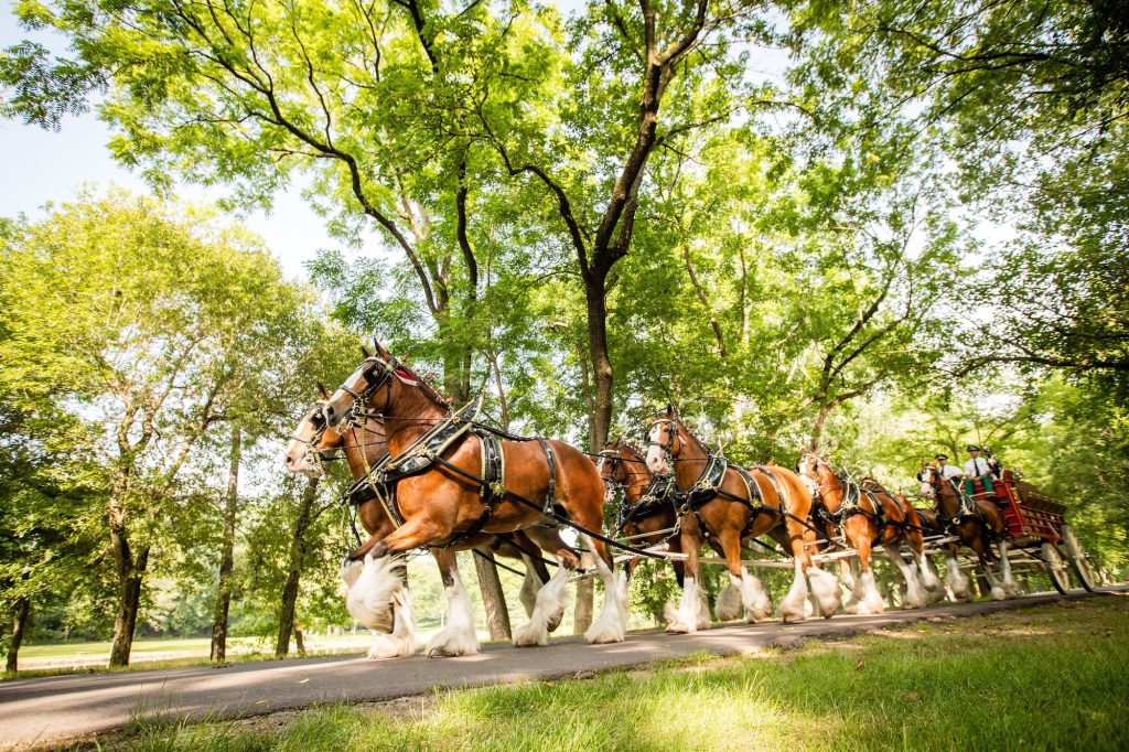 Tour-Clydesdales-Header