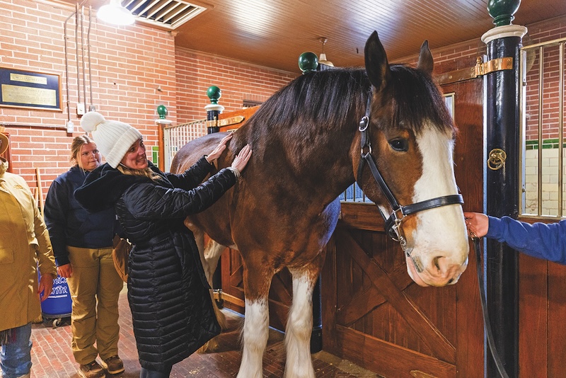 Tour-Clydesdales_2